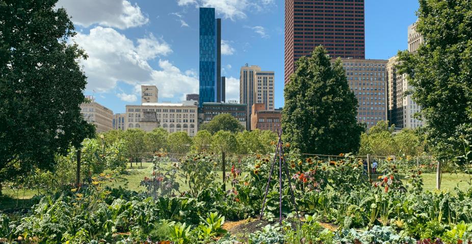Urban gardens in Chicago
