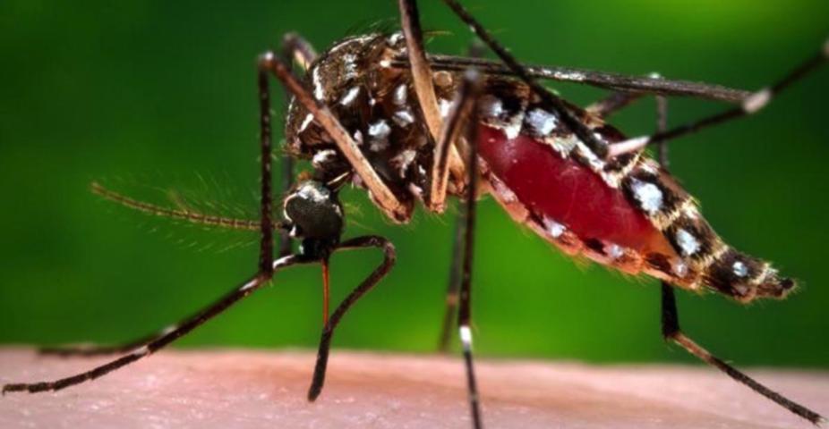 WHATCH’EM is now being leveraged for use in other model-based studies funded by NASA, NIH and DTRA to develop an early warning system for dengue risk.