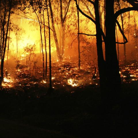 Wildfire, forest fire