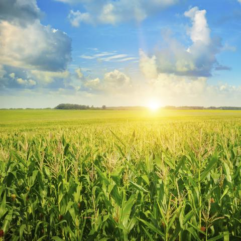 sunrise over the corn field, farm