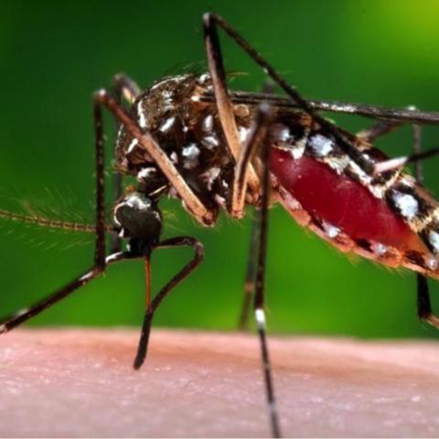 WHATCH’EM is now being leveraged for use in other model-based studies funded by NASA, NIH and DTRA to develop an early warning system for dengue risk.