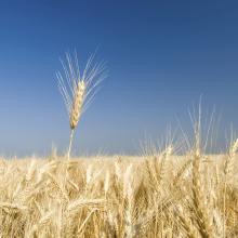 Wheat field